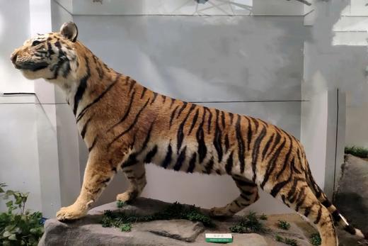 探索国家动物博物馆 商品图4