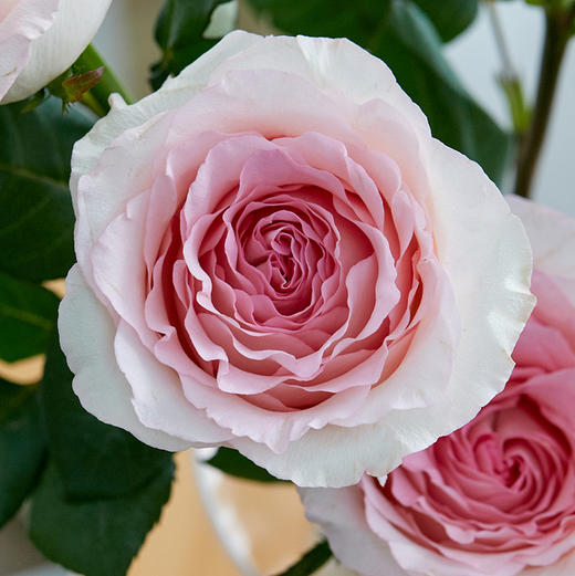 单头玫瑰随机色5枝 商品图3