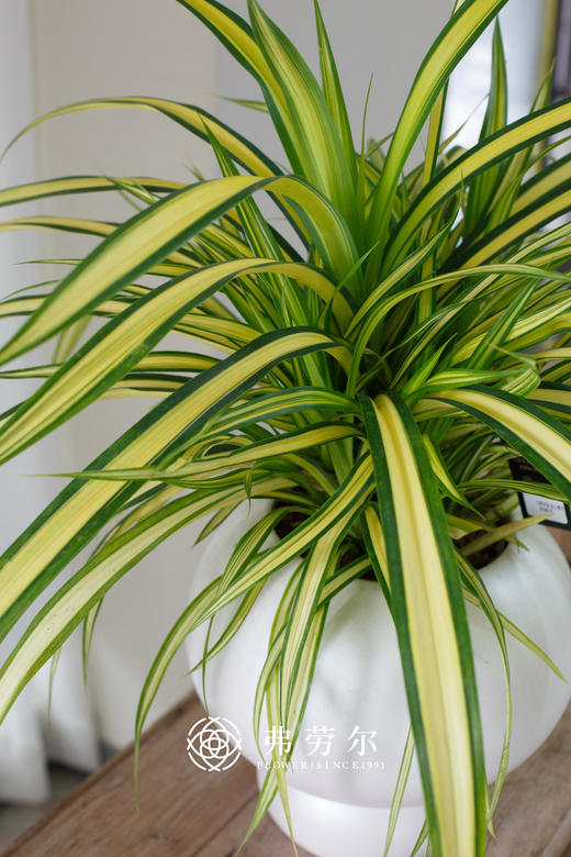 白圆球盆-金心露兜 商品图1