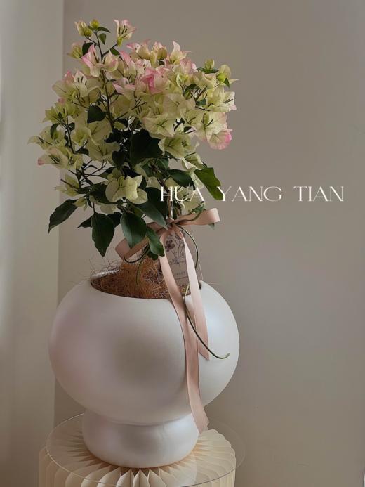 三角梅盆栽（每盆形态不同，介意慎拍）  商品图2