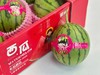 蕃田小糖丸西瓜（6枚/箱） 商品缩略图6