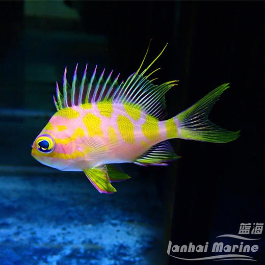 樱花宝石（发霉鱼） 商品图1