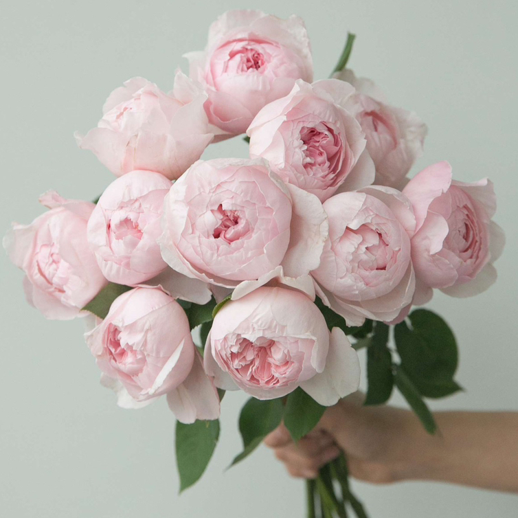 肯尼亚进口Peony Pink粉牡丹玫瑰花10支
