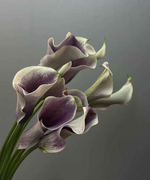 【马蹄莲】国产  紫白色（毕加索） 5枝/扎 商品图1