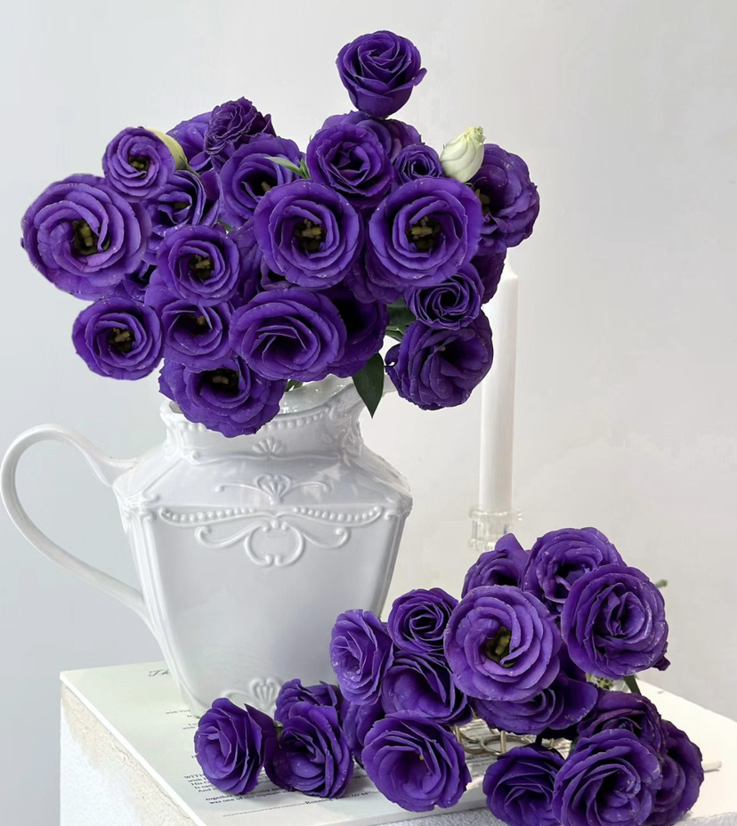 【洋桔梗】--深紫 若干枝/扎