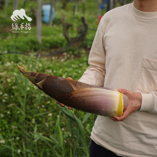 野生鲜笋  | 合作生产*Wild  Bamboo shoot | Coproduction 商品图3