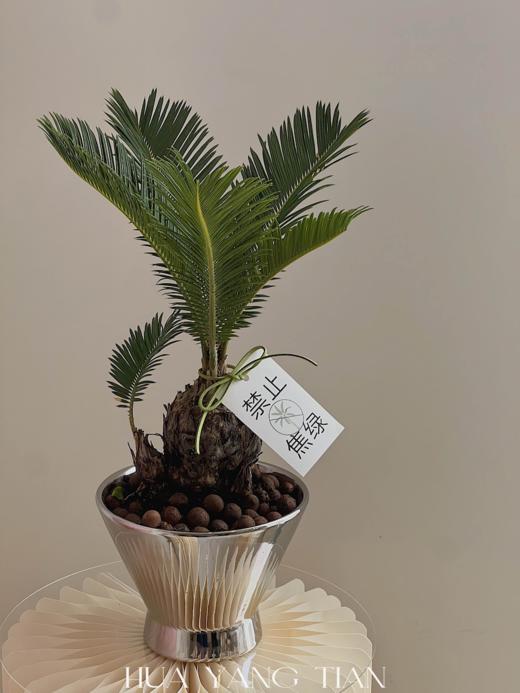 铁树球盆栽（每盆形态不同，介意慎拍）  商品图0