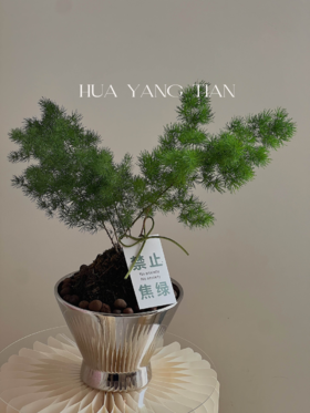 放轻松盆栽（每盆形态不同，介意慎拍） 