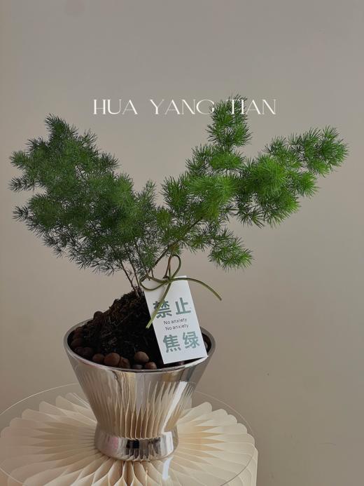 放轻松盆栽（每盆形态不同，介意慎拍）  商品图0