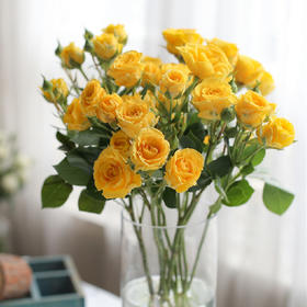 多头玫瑰随机色5枝