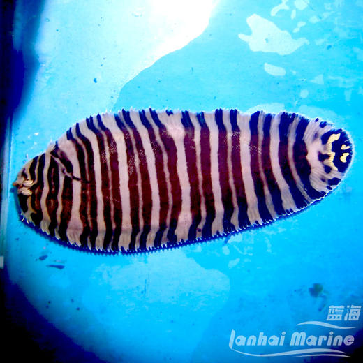 条纹翻沙比目鱼 商品图1