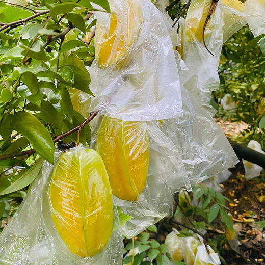 升级顺丰发货 满两箱减5元再送酸梅粉 【福建漳州杨桃 树上熟大果 】杨桃水果新鲜3斤 大果当季树上熟 清甜多汁 商品图8