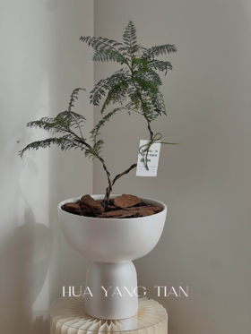 蓝花楹白陶瓷盆栽 （每支形态不同，介意慎拍） 