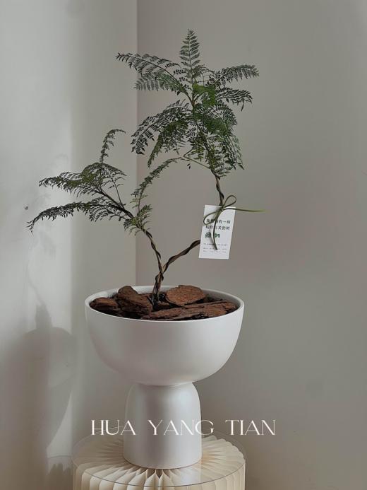 蓝花楹白陶瓷盆栽 （每支形态不同，介意慎拍）  商品图0