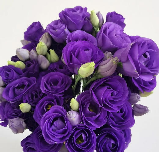 【洋桔梗】--深紫 若干枝/扎 商品图1