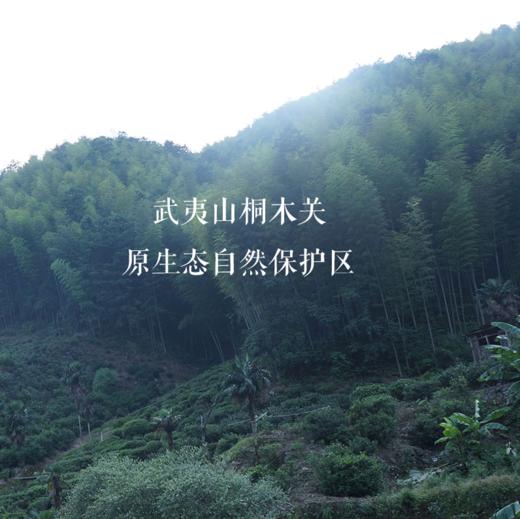 野乡风物丨正山小种 产自武夷山桐木关 5克一泡 32泡 160克 商品图1