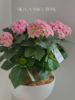 淡粉色绣球盆栽（每盆形态不同，介意慎拍） 商品缩略图2