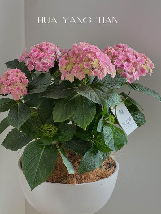 淡粉色绣球盆栽（每盆形态不同，介意慎拍） 商品图2