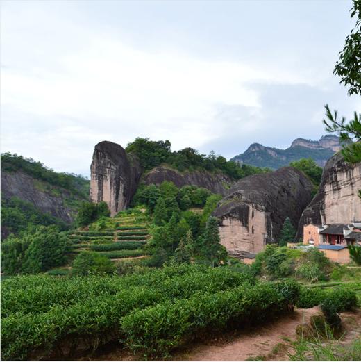 野乡风物丨正岩大红袍  8g一泡  共6泡 商品图1