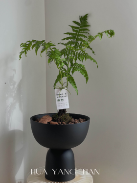 浮檀蕨盆栽（每盆形态不同，介意慎拍） 