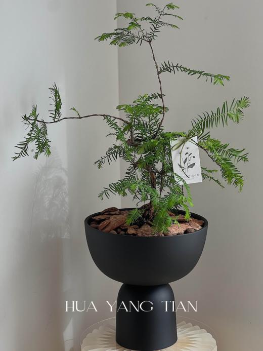水杉盆栽（每盆形态不同，介意慎拍）  商品图2
