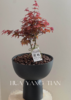 红枫盆栽（每盆形态不同，介意慎拍）  商品缩略图1