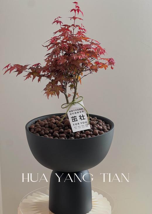 红枫盆栽（每盆形态不同，介意慎拍）  商品图1