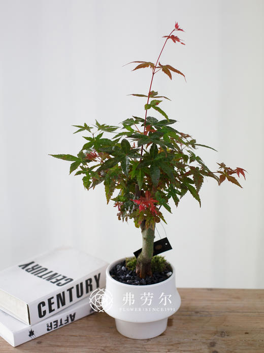 白圆盆-红枫 商品图0