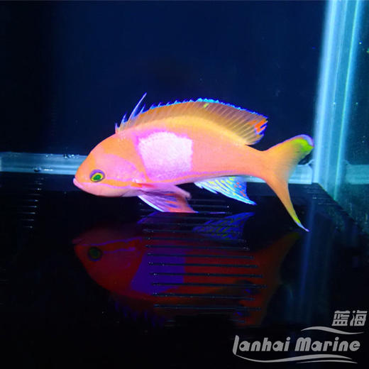 紫印 公 商品图1