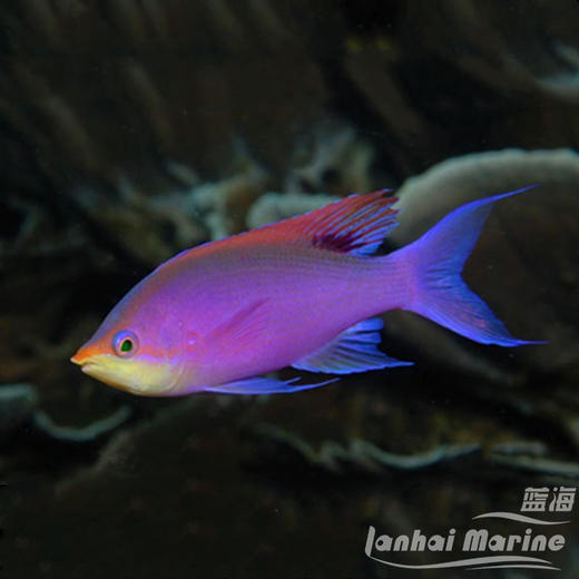 紫后 公 商品图1