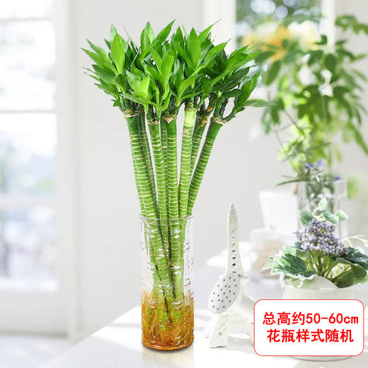 富贵竹水培植物转运竹龙竹花卉绿植室内盆栽观音竹水养带根小招财竹子 商品图3