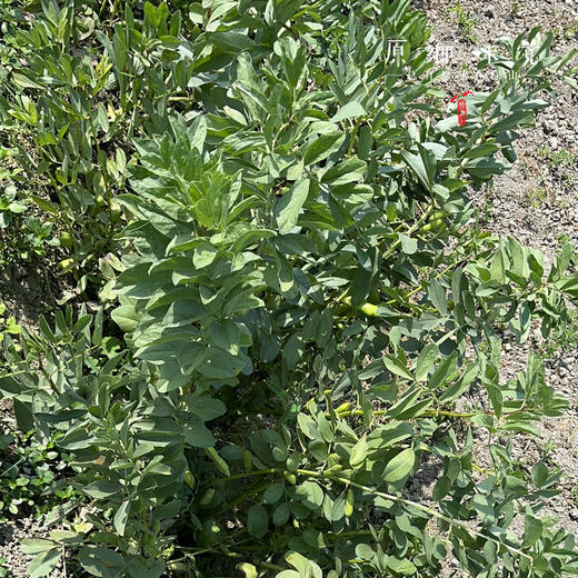 【排单发货】生态带皮蚕豆/胡豆（农场直发-顺丰包邮）｜3斤/5斤装，成都郫都区基地，【原乡农场，自产自销】 商品图7