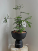 水杉盆栽（每盆形态不同，介意慎拍）  商品缩略图0