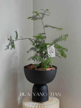 水杉盆栽（每盆形态不同，介意慎拍） 