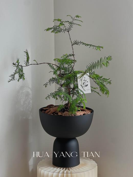 水杉盆栽（每盆形态不同，介意慎拍）  商品图0