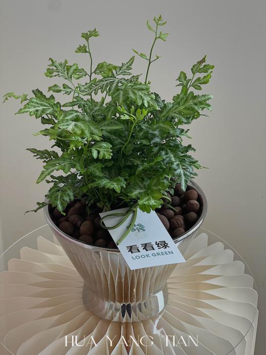 银线蕨盆栽（每盆形态不同，介意慎拍）  商品图0