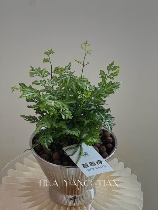 银线蕨盆栽（每盆形态不同，介意慎拍）  商品图1