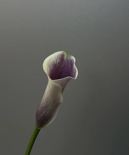 【马蹄莲】国产  紫白色（毕加索） 5枝/扎 商品图2