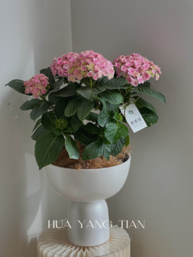 淡粉色绣球盆栽（每盆形态不同，介意慎拍）