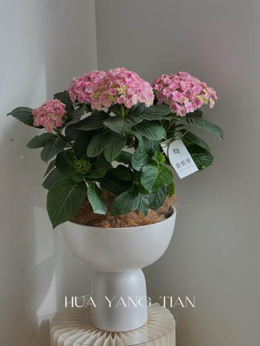 淡粉色绣球盆栽（每盆形态不同，介意慎拍） 商品图0