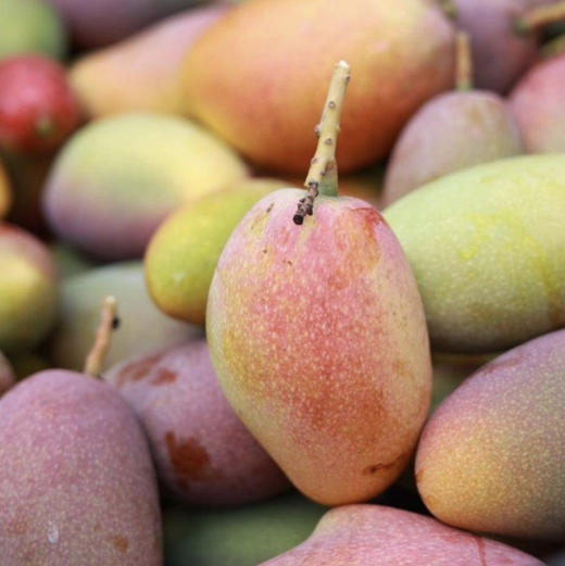 三亚-树上熟贵妃芒 【标准果活动送一斤】 商品图3