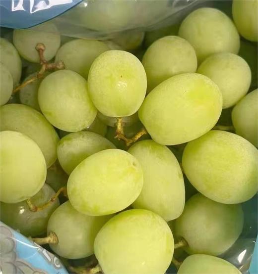 澳洲青提 |进口水果 商品图0