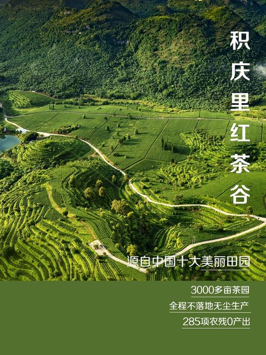 2026新茶积庆里英德红茶 • 金韵英红九号(150g) 商品图5