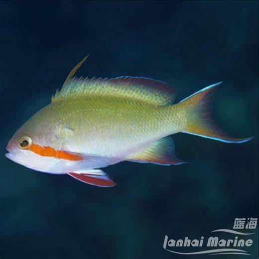 绿帆船宝石 公 商品图2