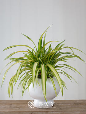 白圆球盆-金心露兜