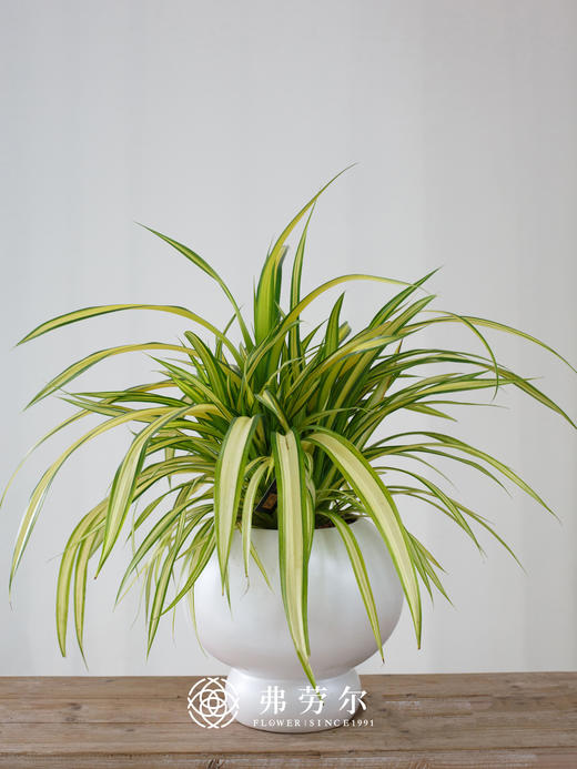 白圆球盆-金心露兜 商品图0