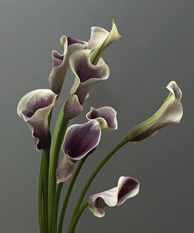 【马蹄莲】国产  紫白色（毕加索） 5枝/扎