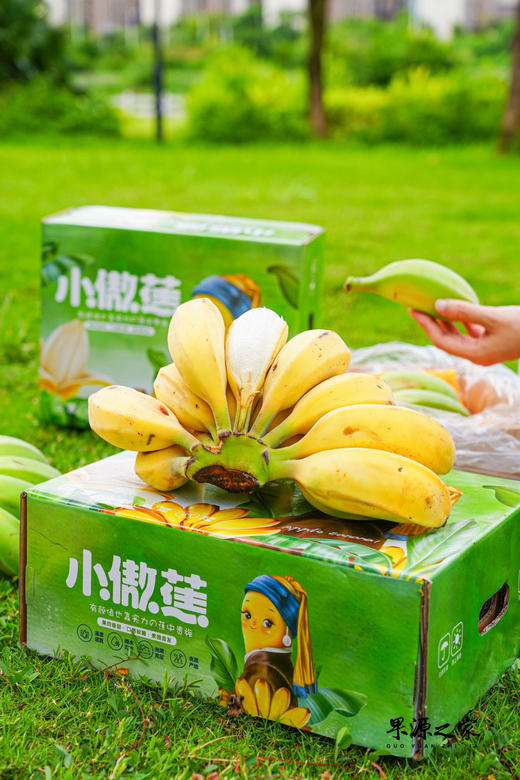 苹果蕉特价！绝代双蕉【原生态苹果蕉/红美人香蕉】小胖蕉外形短胖 表皮薄 肉滑香嫩 吃起来清新又自然！~ 商品图6