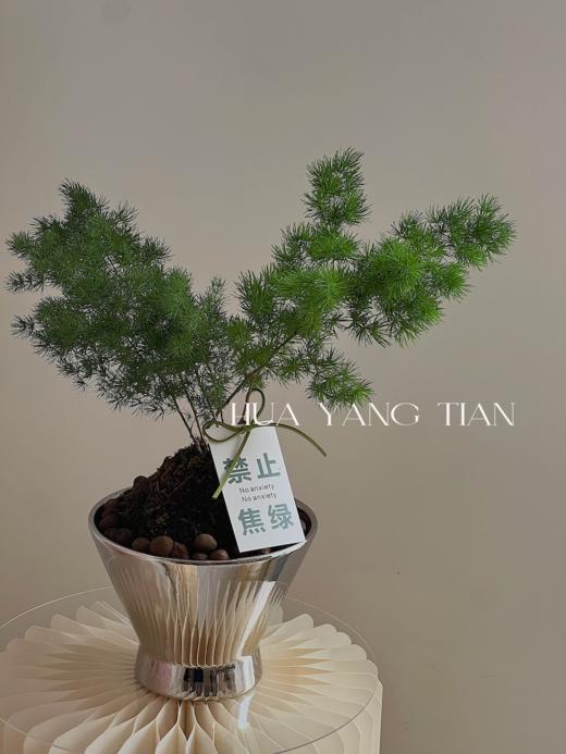 放轻松盆栽（每盆形态不同，介意慎拍）  商品图1