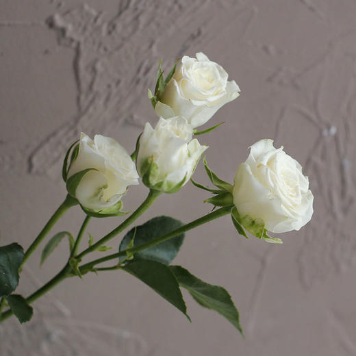 多头玫瑰随机色5枝 商品图4